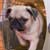 Should You Accept Pets at Your B&B?